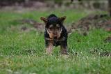 WELSH TERRIER 152